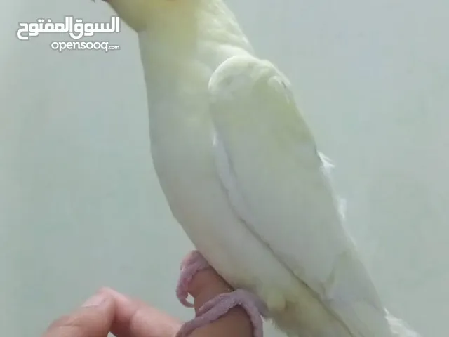 فروخ كروان اليفات مناسب اطفال