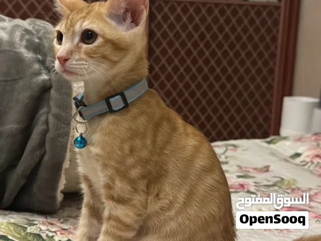 قط بلدي ذكر صغير للتبني الاسم ليو