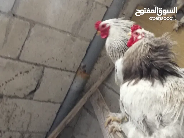 ديك براهمي