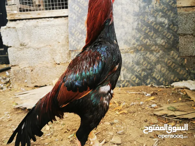 ديك باكستاني للبيع