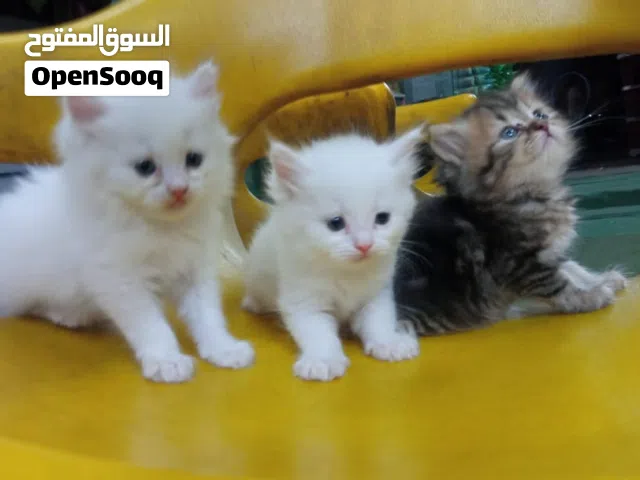 بسم الله مشاء الله كيتي جميله منتظره بيتها الجديد