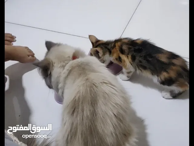 قطه نثيه مع بتها