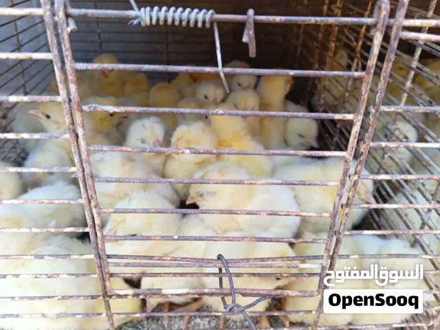 فلاليس امتاع الدحي