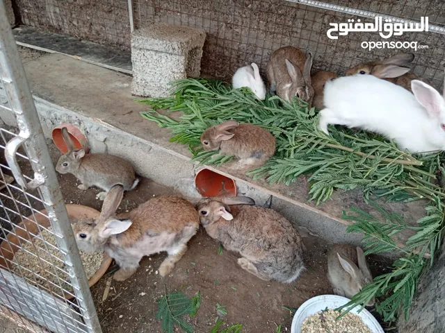 أرانب ذكور وايناث