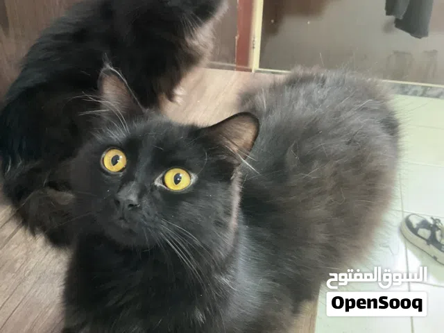 Cat 12 (month) erbil