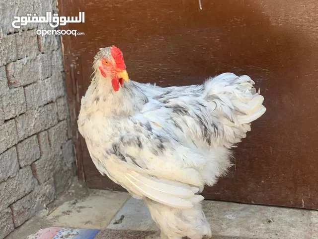 ديك براهما اسبلاش مستوي ممتاز او شغل عند صاحب النصيب للبيع