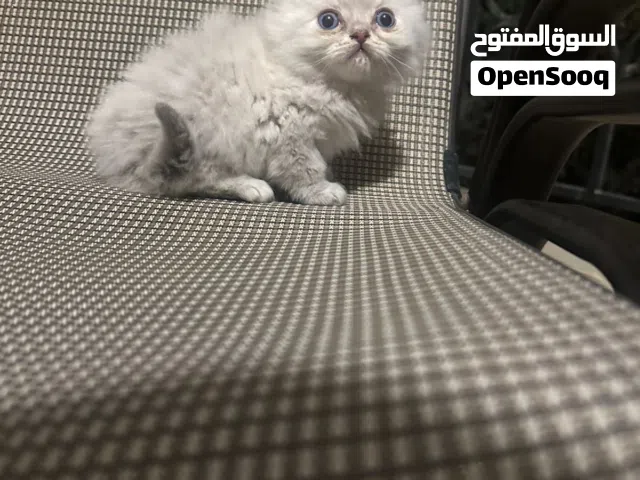 اربع قطط بحاله ممتازه وصحه ممتاز العمر لا يتجاوز ال 40 يوم عيون زرق لتواصل واتس اب