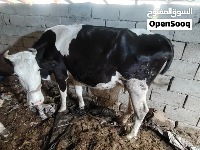 ابقار للبيع