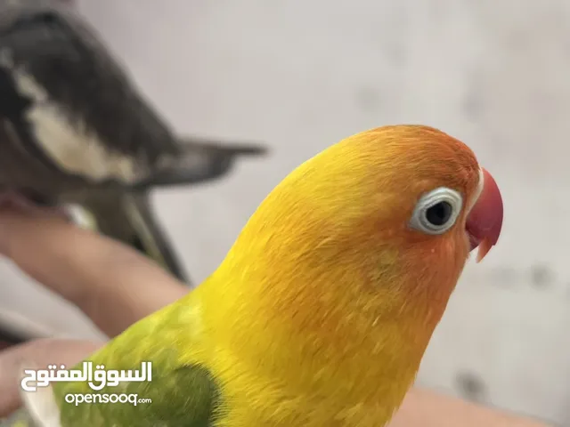 فيشر مدريسي