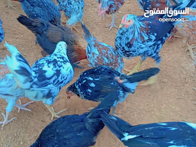 دجاج زهري للبيع