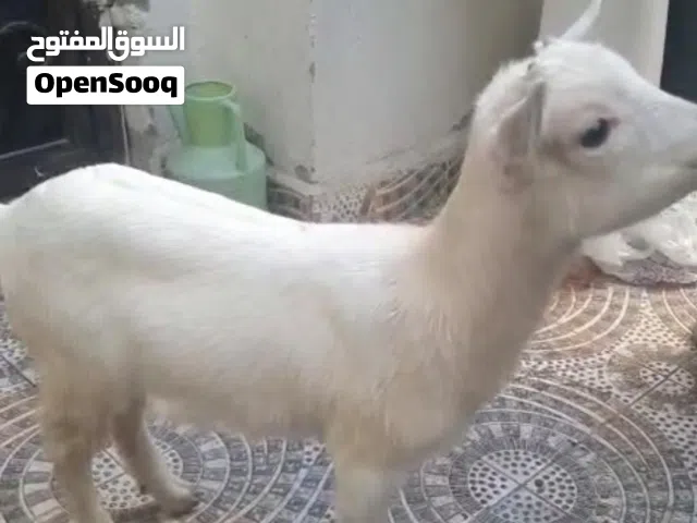 ماعز بلجيكيه للبيع