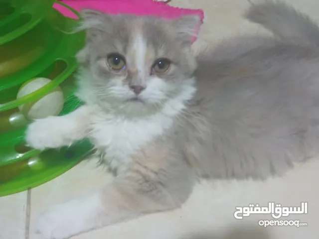 قطة انثى للبيع