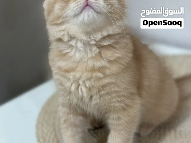 البيع سكوتش فولد بيور & برتش بيور