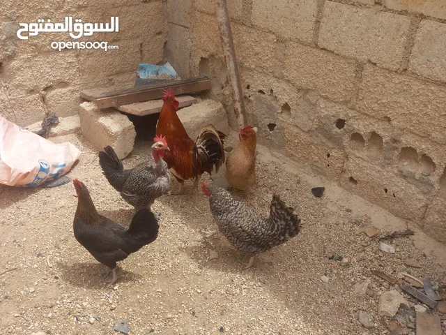 دجاج بلدي.