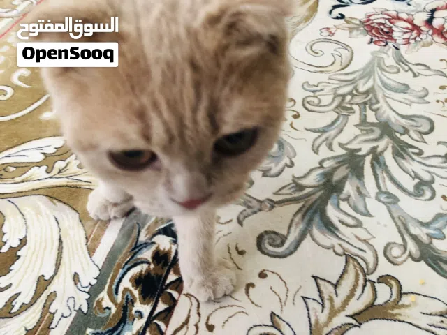 قطة سكوتش فولد