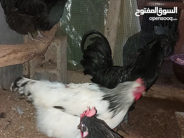 2دجاج كلاي لاماع ربي يبارك منتجات 1سايكس منتجة 1ديك لامبرقيني بيع مع بعض طرابلس وادي ربيع