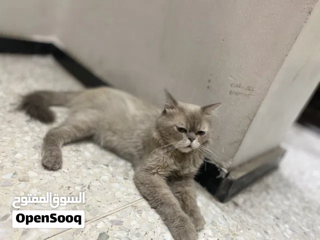 قط للبيع نوع من فصائل الشيرازي
