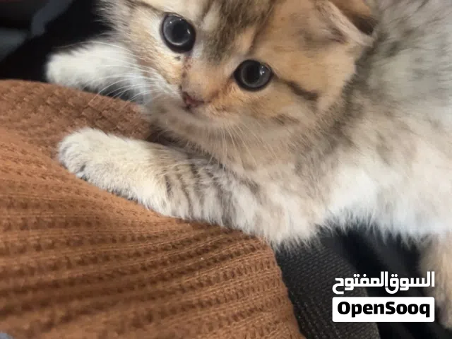 قط سكوتش فولد للبيع
