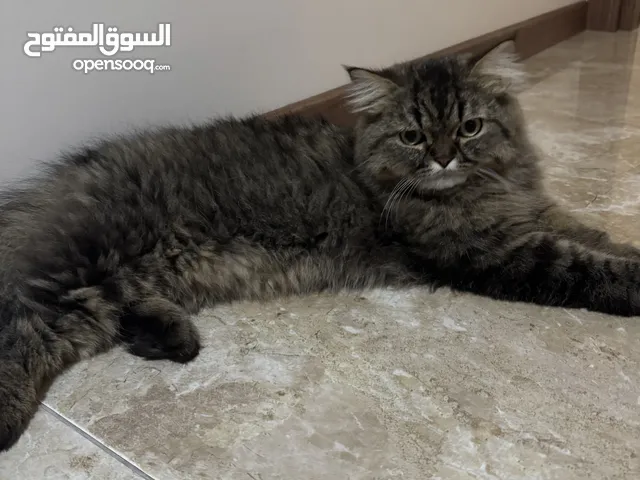 قط لطيف للتبني