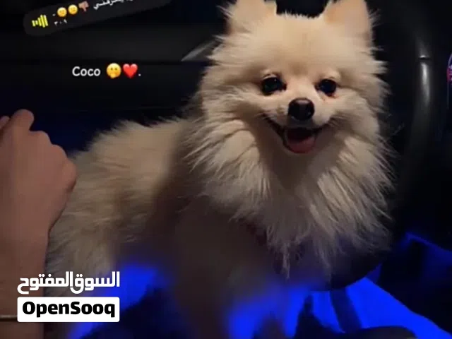 كلب للبيع مستعجل للسفر