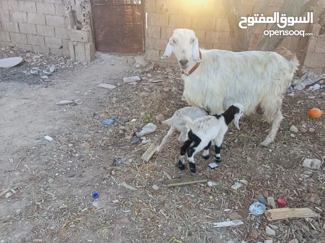 عنز حفف طوايل وراها توم جديان