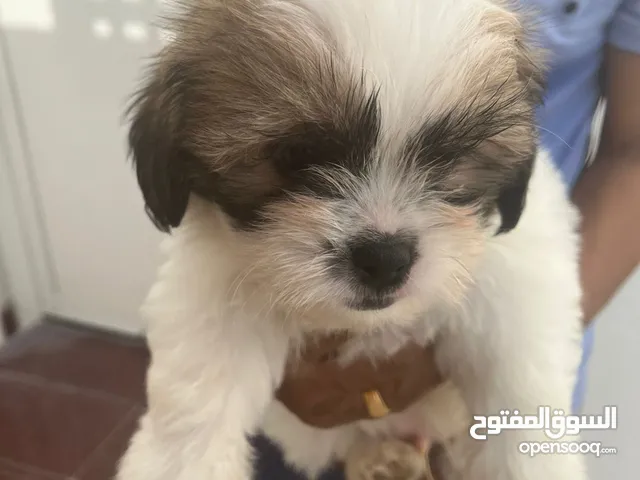 Adorable Female Shih Tzu Puppy
