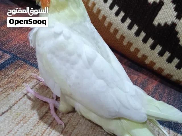 فرخ كوكتيل للبيع زق بعده