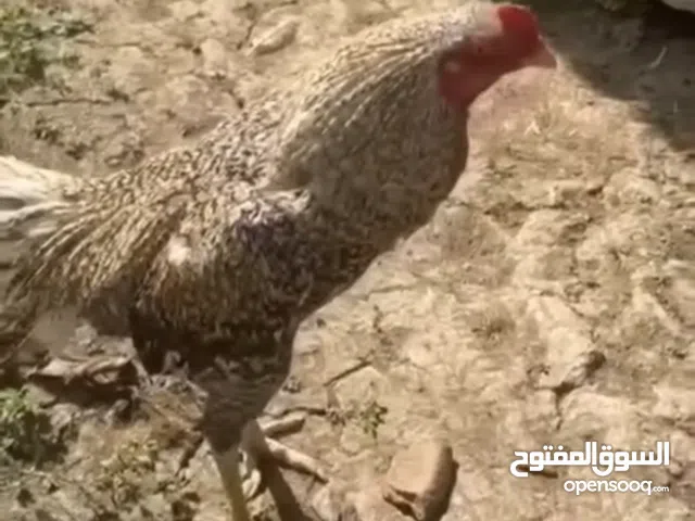 ديج تايلندي