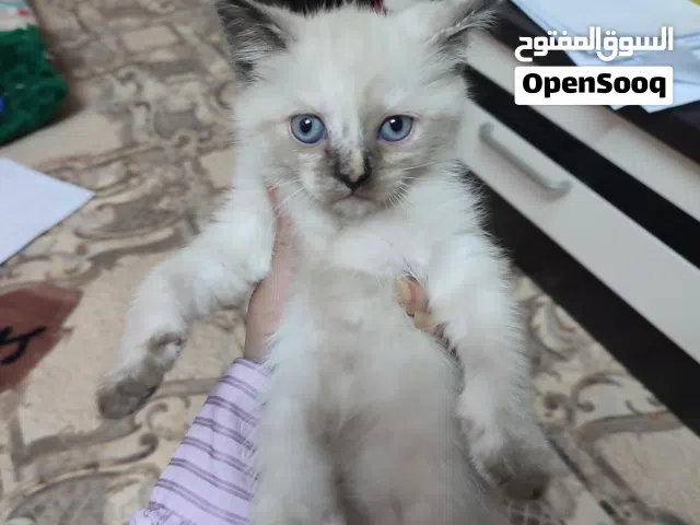 قطط شيرازي للتبني