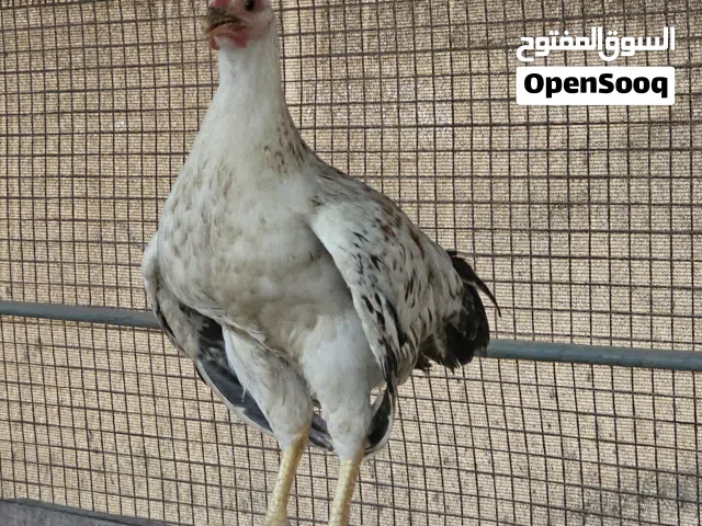 دجاج فرنسي اصل احمر وابيض