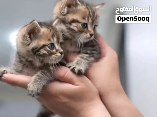 قطك الأليف من The Pet Zone  القطط ليست فقط حيوانات أليفة... بل مصدر للراحة والطاقة الإيجابية