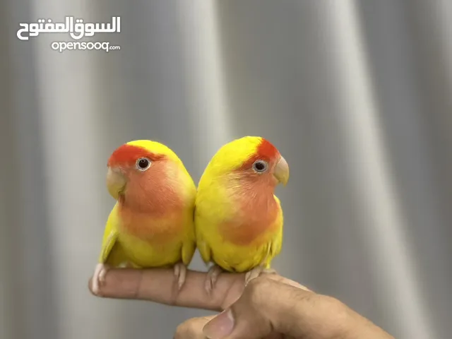 ( زوج روز ، لوفبيرد ) (اليفين جداً)