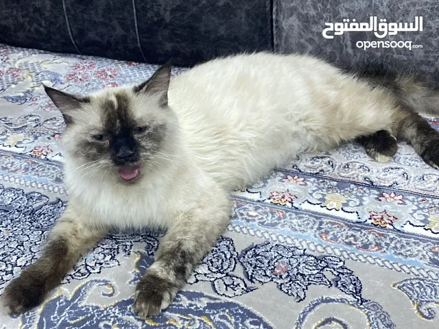 هملايا للبيع انثى وحامل