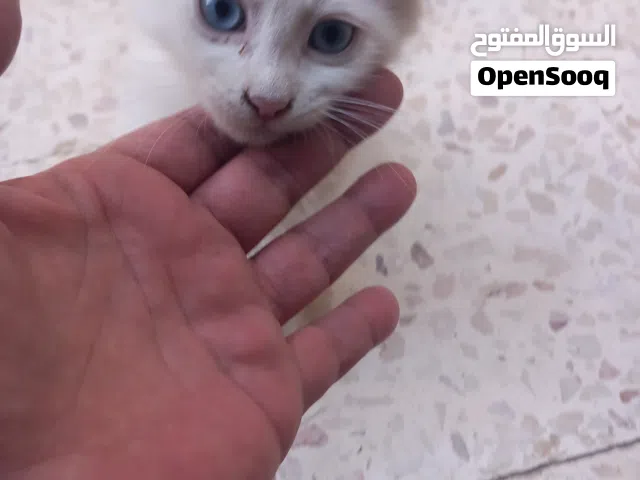 FREE cats white blue eyes