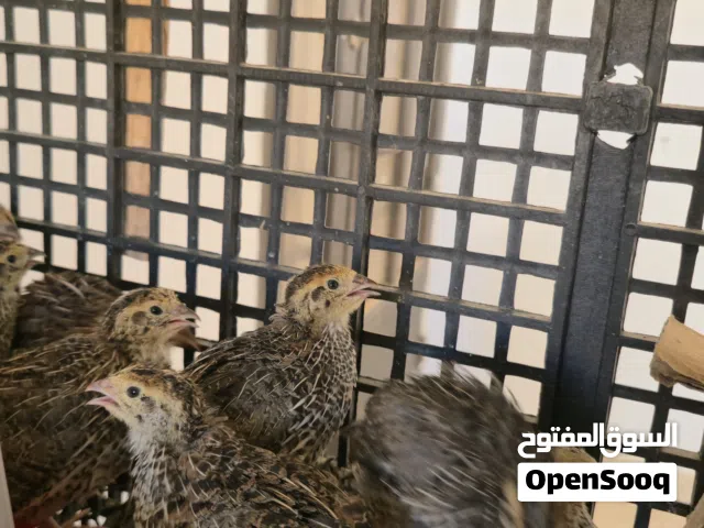 متوفر فري سوبر عُمر 16 يوم تقريبا 290 حبة