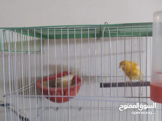 جوز كنار مع حبة كوكتيل ذكر اليف
