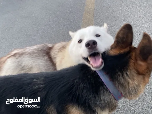 فرنش بولدوغ و هاسكي و جيرمن جميعهم اليفين و مدربين و امورهم طيبه و مايشتكون من اي امراض ولا شي
