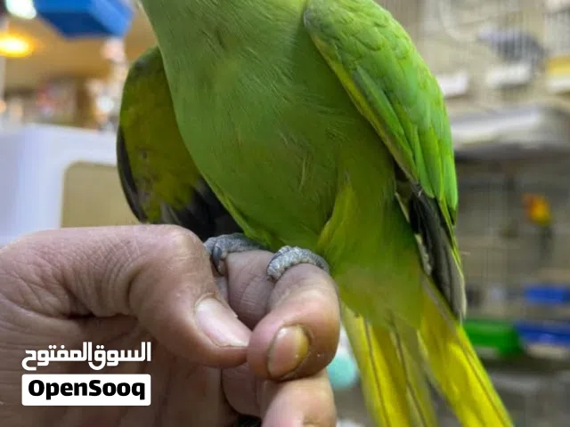 فحل درة طوق كامل