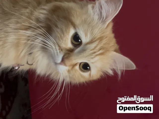 بسة شيرازي ضايعة في منطقة الزرقاء في المصفاة بالقرب من كنيسة المار يوسف