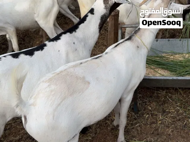 للبيع تيوسه سمان مطعومات
