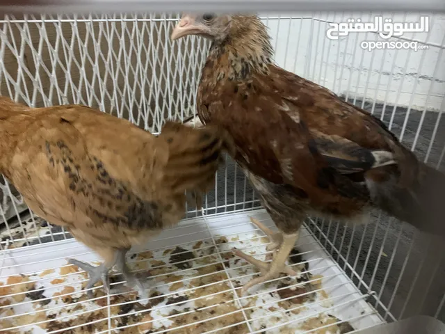 دجاج بلدي توب التوب
