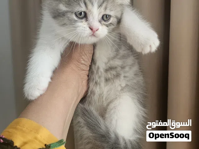 قطط .. سكوتش فولد scotich fold kitten