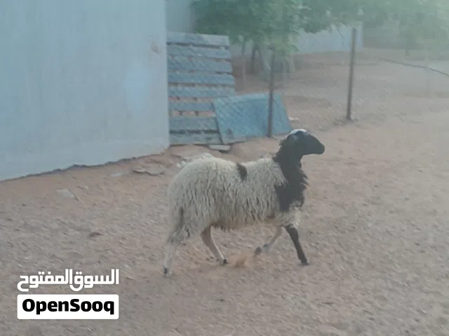 فطيمه وطنيه الله يبارك عمرها ف6شهور ونص سليمه من الامراض سلاله ربي يبارك....