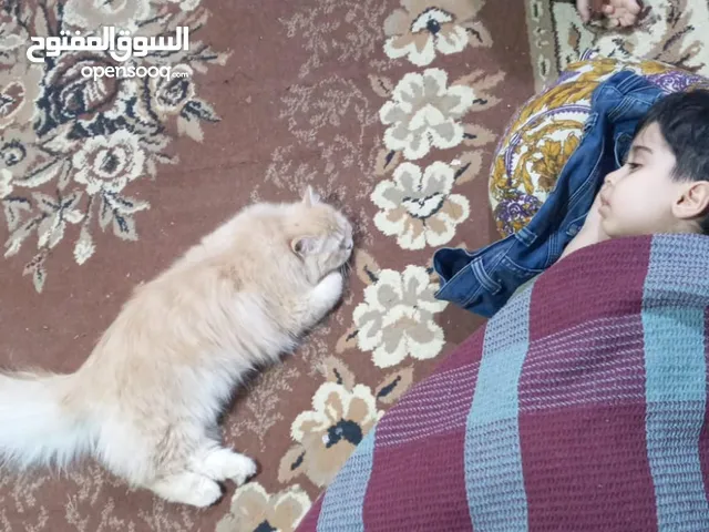 قطط جميله وكيوتي