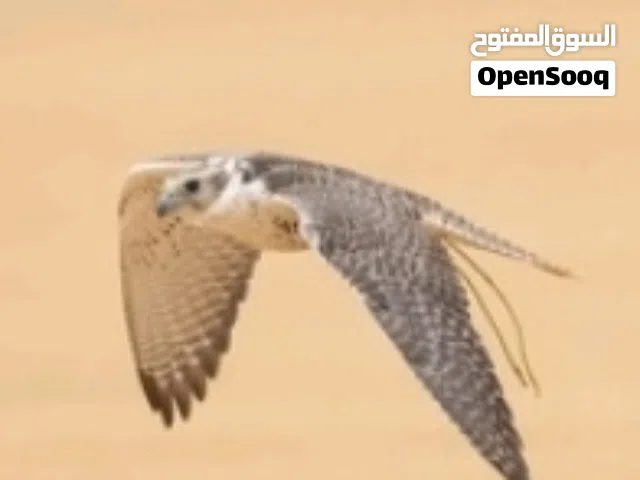 الطير اموره طيبه ما في شيء بخير اموره تمام التمام 100%100ج