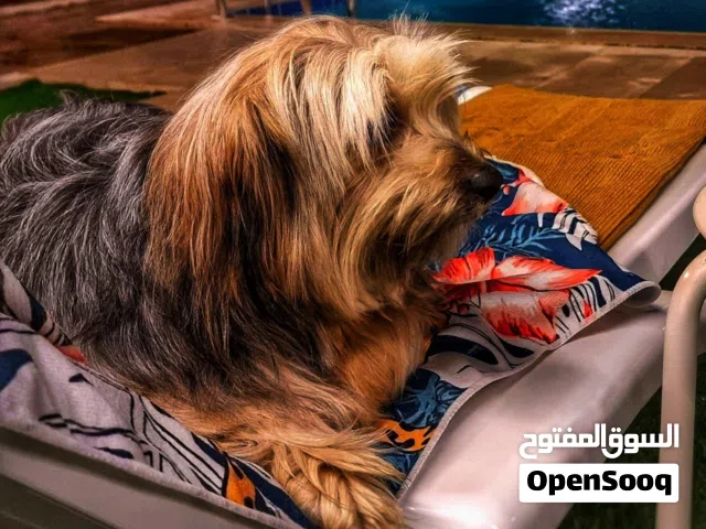 كلب عدد 2 dog