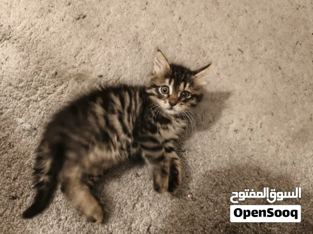 قط للتبني فقط