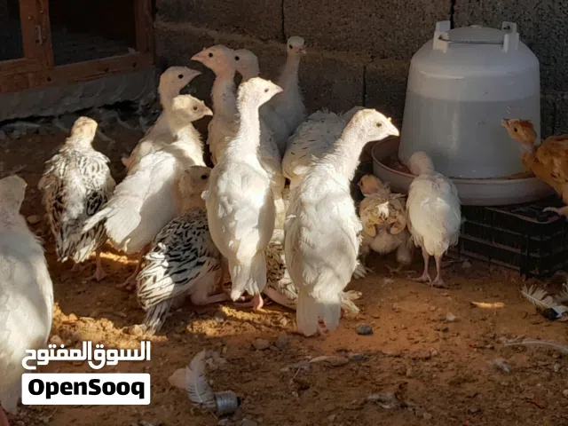 انتاج ديك رومي حضان طبيعي