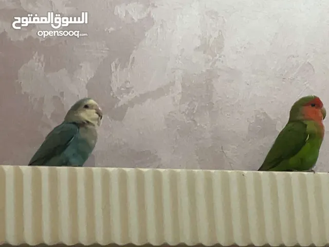 اربع طيور للبيع سليمين و صحتهم تمام