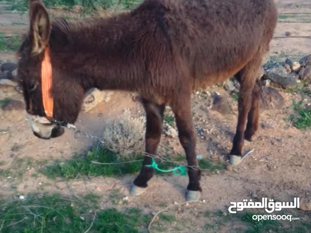 يوجد بهيمه للبيع العمر تقريبا سنة